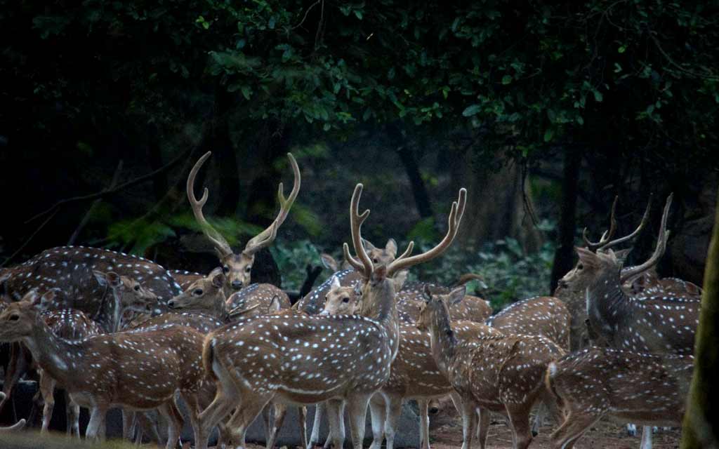 ভাষা বৈচিত্র্য ও জীববৈচিত্র্যের সম্পর্কের পরম্পরা