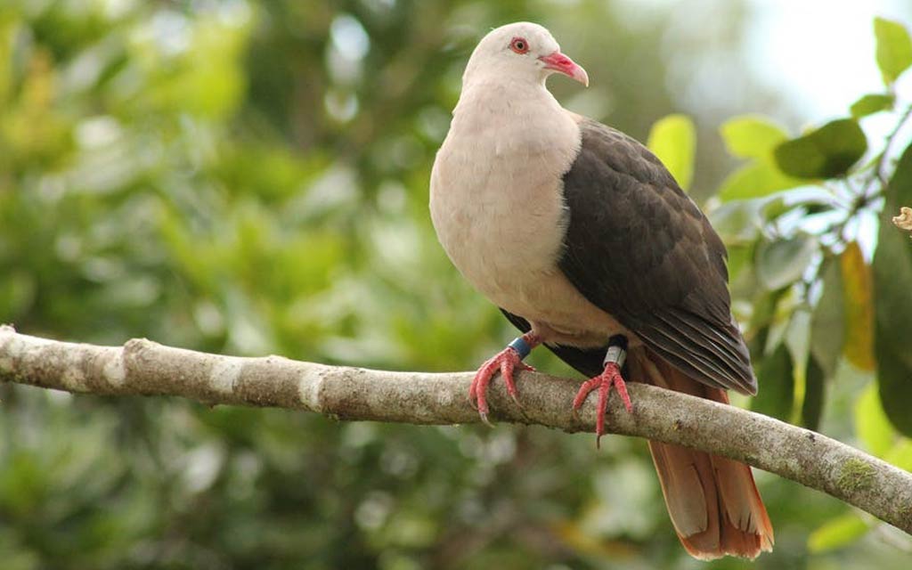 গোলাপী পায়রার কপাল ফিরল